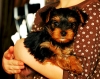 Extremely-cute-teacup-yorkie-puppies-available-for-adoption