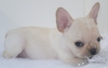 Adorable-French-bulldog-pups