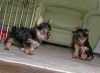 Nice-and-Outstanding-teacup-Yorkshire-Terrier-puppies-available-for-good-home